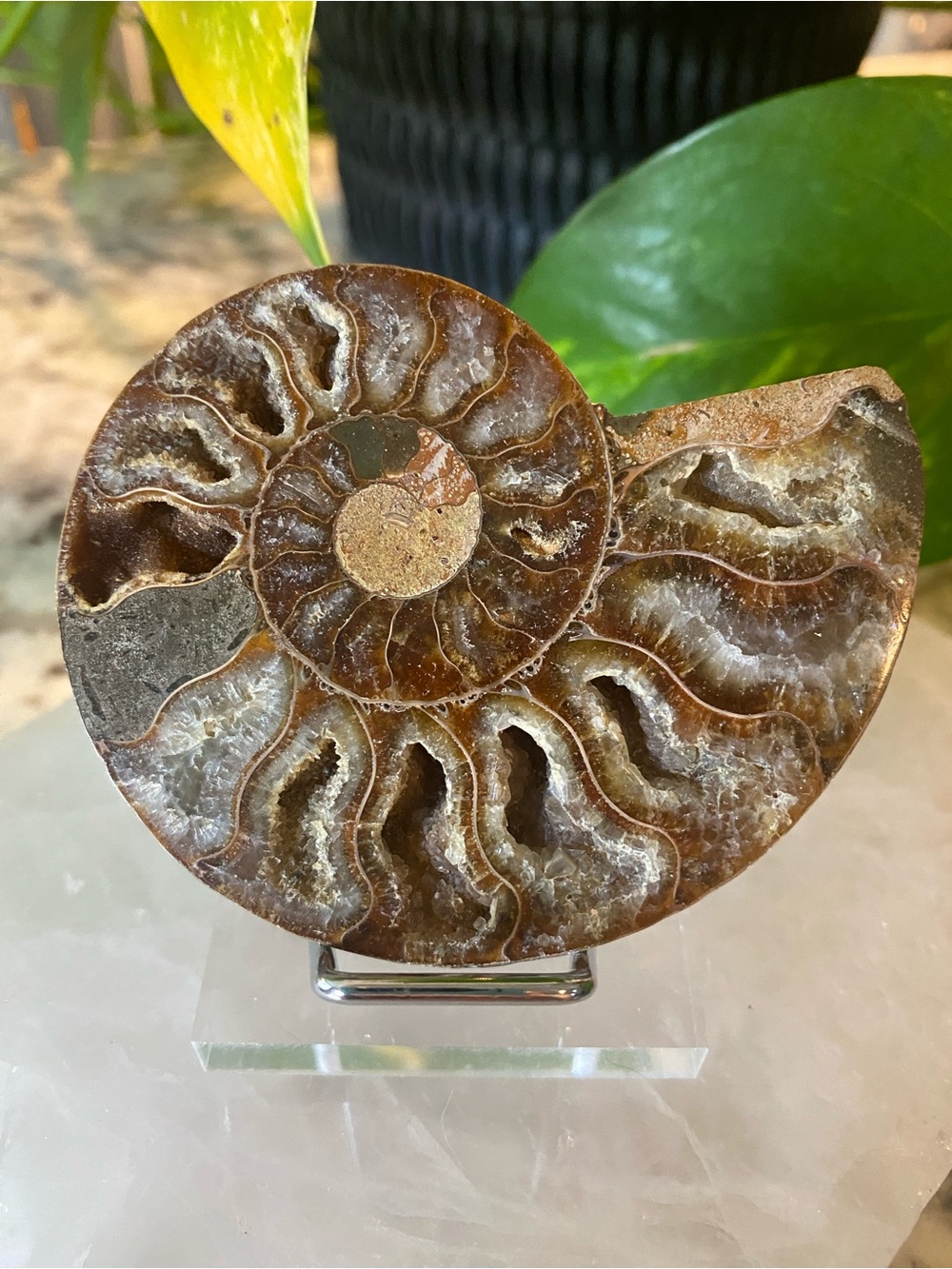 3” Ammonite Fossil